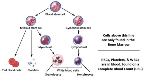 Leukemia 𝗗𝗜𝗔𝗚𝗡𝗢𝗦𝗜𝗦 𝟭𝟮𝟯