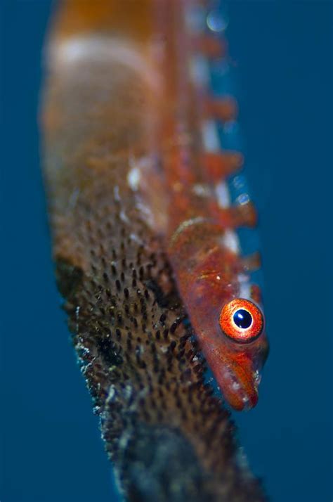 Portrait Of Goby On Sea Whip Photograph By Science Photo Library Pixels