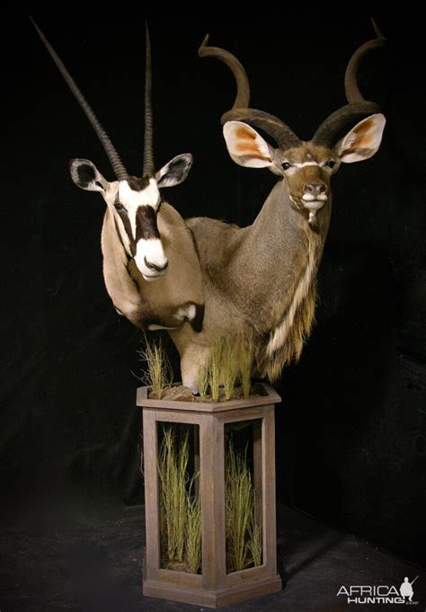 Gemsbok And Kudu Double Pedestal Taxidermy