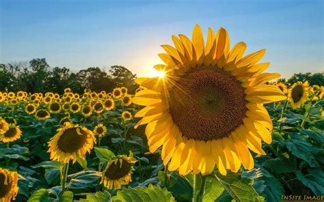 Giant Yellow Sunflowers Are In Peak Bloom In The Washington Region