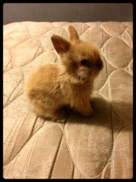 Baby Bunny Cute Baby Animals Baby Animals Cute Animals