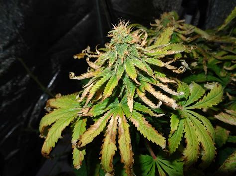 You would need artificial lighting for starting seeds in medium light. Signs Of Cannabis Plant Deficiencies | Dutchseedsshop.com