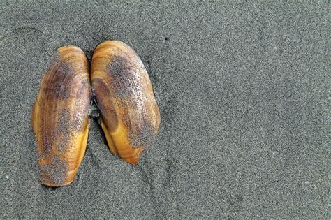 Razor Clam Shell In The Sand At The Beach Clatsopnews