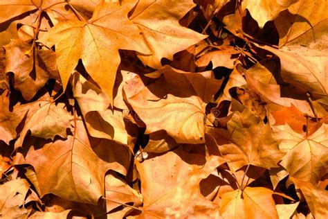 Autumn Mapple Leaves On The Ground Background Golden Foliage On The