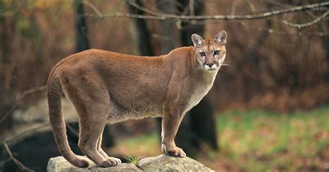 Cougar Expert Cats Could Return To Northeast Ny