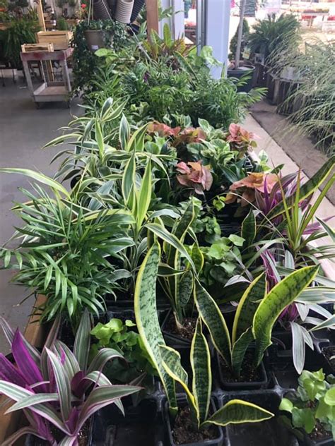 Stop by lansing gardens today for all of your summer plant and produce needs! Photo Gallery | Lansing Gardens