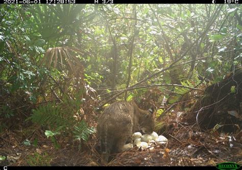 Video Captures Florida Bobcat Raiding Everglades Burmese Python Nest
