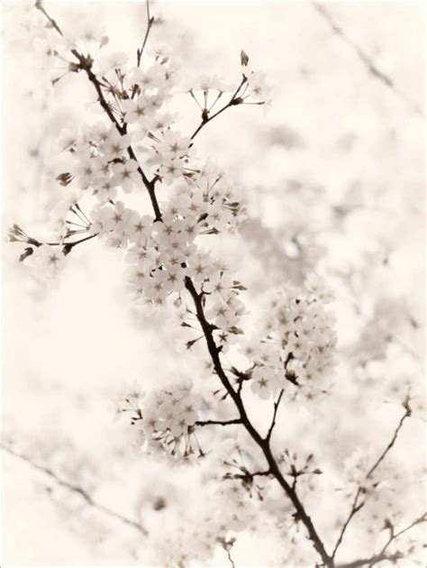 Japanese Cherry Blossoms Av Maxim Images Som Poster Canvastavla Och Mer Posterlounge Se