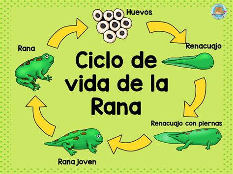 Tu Tarea Ciclo De La Rana Ciclos De Vida Ciclo De La Rana