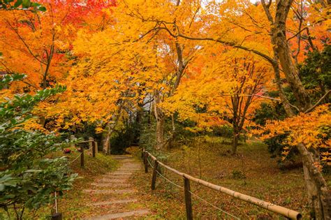 Autumn Hotspots In Kyoto And Nara Autumn Scenery Scenery Kyoto