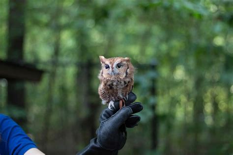 Owls In Kansas 8 Species With Pictures Wild Bird World