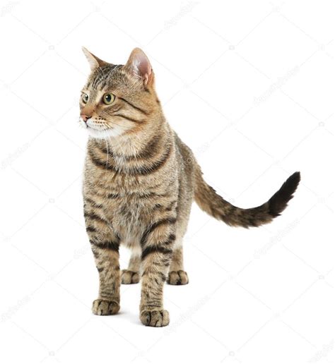 Cute Adult Cat — Stock Photo © Belchonock 116276796