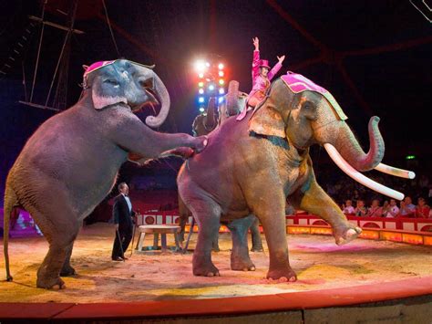 bundesländer für wildtierverbot im zirkus panorama badische zeitung