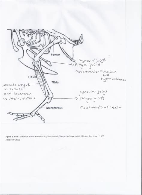 Worksheets are dissecting a leg activity instructions, unit4 unit introducing the unit 4, chicken wing anatomy lab, chicken wing dissection, poultry processing, chicken fabrication, learning module 2 anatomy and physiology of the chicken. Debbie's blog