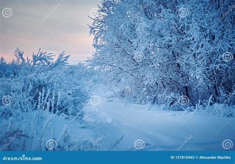 Beautiful Christmas Landscape Stock Photo Image Of Forest Nature