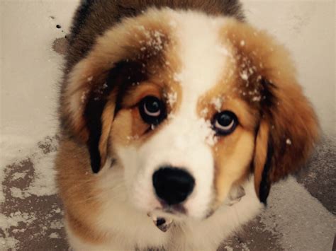 Fortunately, several breeders saw to it that bernese mountain dogs did not disappear, and the first bernese came to the united states in 1926. Drogo. Great Pyrenees Bernese Mountain Dog mix 11-20-16 ...