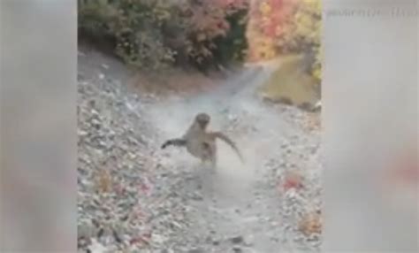 Watch Cougar Stalks Utah Hiker In Terrifying Encounter Fox21online