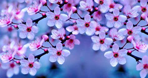 Most beautiful flowers in the world hd images. 38 Beautiful Pictures of flowers