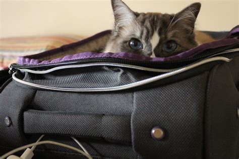If you have a flight operated by lan, check its traveling with pets information. How to travel with your cat - Adventure Cats