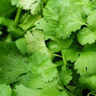 Gunakan daun ketumbar beku hingga maksimal 2 bulan. 15 Manfaat Daun Ketumbar (Wansui) untuk Kesehatan