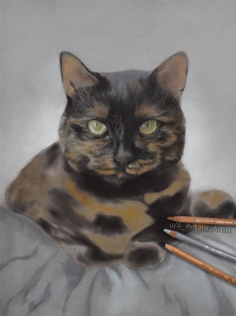 Drawing Progress On The Lovely Tortie Named Autumn Rcats