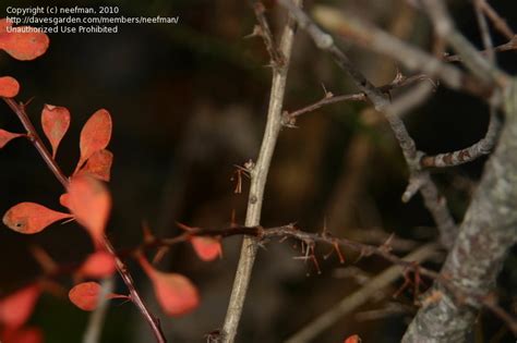 Plant Identification Closed Delicate Bright Red Plant 3 Pics 1 By