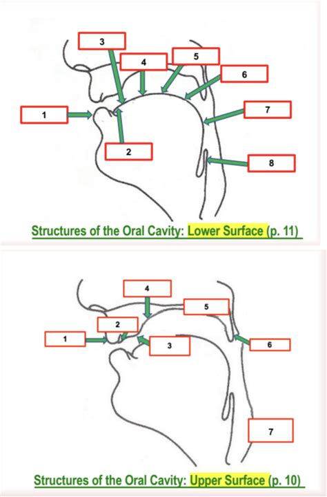 Oral Cavity Anatomy Diagram Quizlet