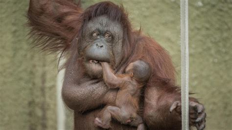 Proud Mum Shows Off Baby Orangutan Zooborns Youtube