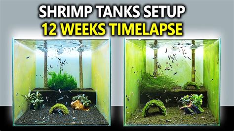 3 Breeding Shrimp Tanks Setup For Caridina Step By Step 12 Weeks