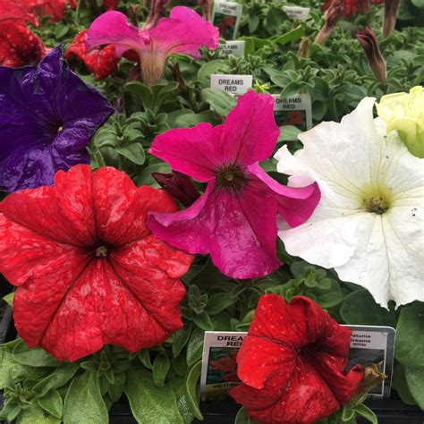 Petunias Annual Flowers Bedding Packs › Anything Grows