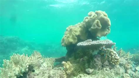 Red Seas Coral Reef Could Be Key In Saving Dying Reefs