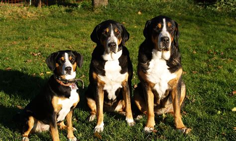 Großer Schweizer Sennenhund Sennenhunde Von Langenzeil