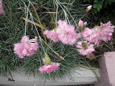 Dianthus plumarius Hybride - Federnelke - Garten- und ...
