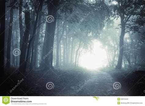 Path To Light Through A Dark Forest At Night Stock Photo