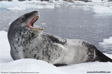 Leopard Seal Facts For Kids And Adults Pictures Information And Video