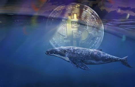 Learn about investment alternatives and get introduced to established and regulated financial providers did you know crypto exchanges are not the only way to get cryptos? Are Whales Controlling the Bitcoin Move or 'Liquidity ...