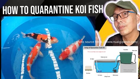 How To Quarantine Koi Fish Video Bakit Ito Ay Nakapahalaga Youtube