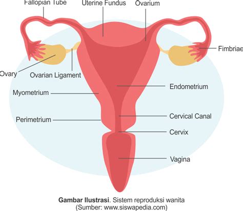 Fungsi Organ Reproduksi Wanita Dan Alat Reproduksi Wanita Bagian Dalam