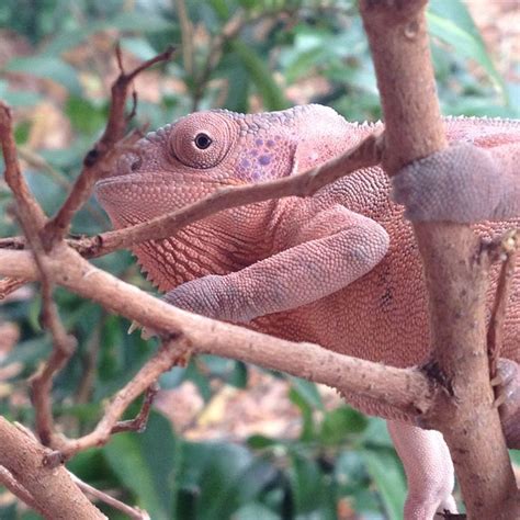 Female Nosy Be Panther Chameleon Olive Lagartijas Iguanas Gecos