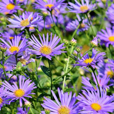 Aster Planting Care Pruning Of Aster Dividing And Container Growing