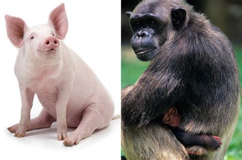 Scientist Makes Amazing Claim Humans Evolved After A Pig Mated With A