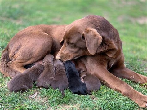 Labrador retreiver puppies are one of our favorite breeds. Labrador Retriever puppy dog for sale in Silver Spring ...