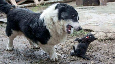 How To Stop A Dog From Being Aggressive Towards Cats 7 Signs Tips