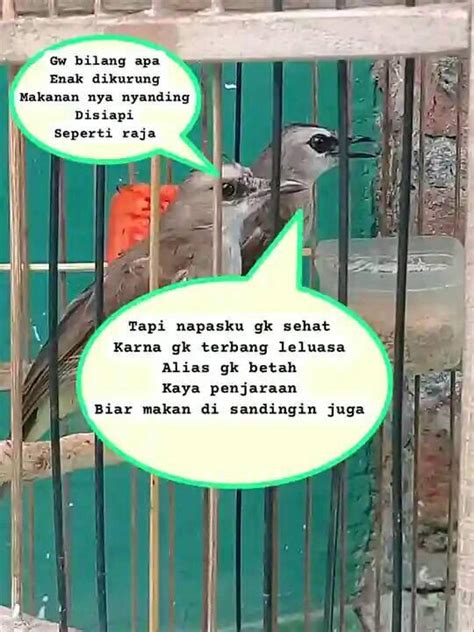 Burung Kebon Cirebon Bkc Burung Komunity Crokcok