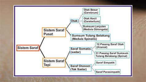 Pada bintang laut, cincin saraf pusat terletak di sekitar esopagus sedangkan saraf radial ditemukan pada setiap lengan, sejajar dengan sistem. Jaringan Saraf : Fungsi, Ciri, Struktur, Gambar, dan ...