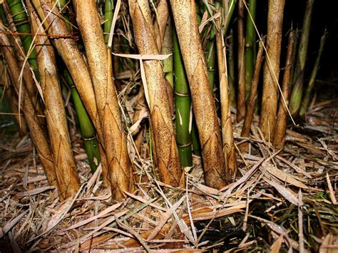 Clumping Bamboo Archives ⋆ Cold
