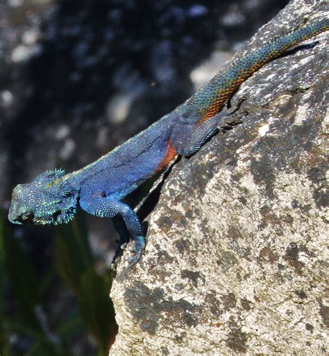 Southern Rock Agama Lizard Agama Atra In South Africa Jan Emming