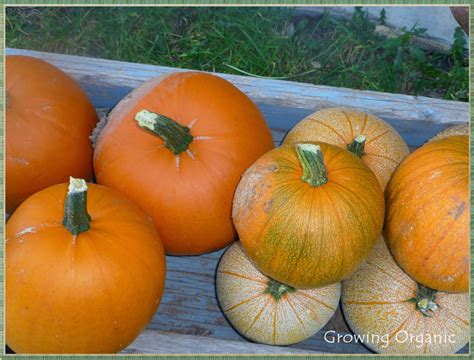 Growing Organic Pie Pumpkins Or Sugar Pumpkins