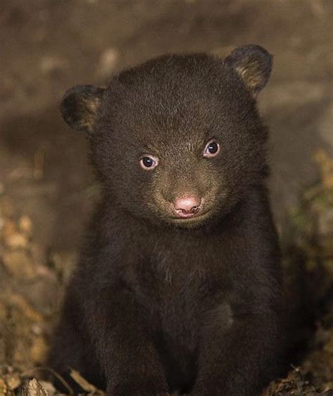 Little Baby Bear Hardcoreaww