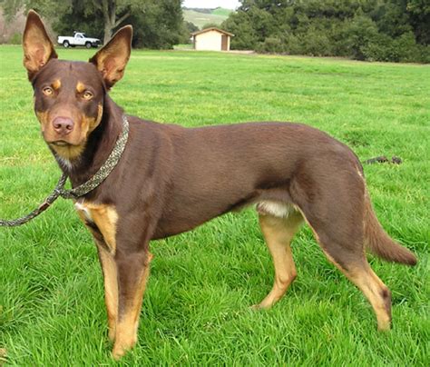 Download File:Australien Kelpie.jpg - Wikimedia Commons